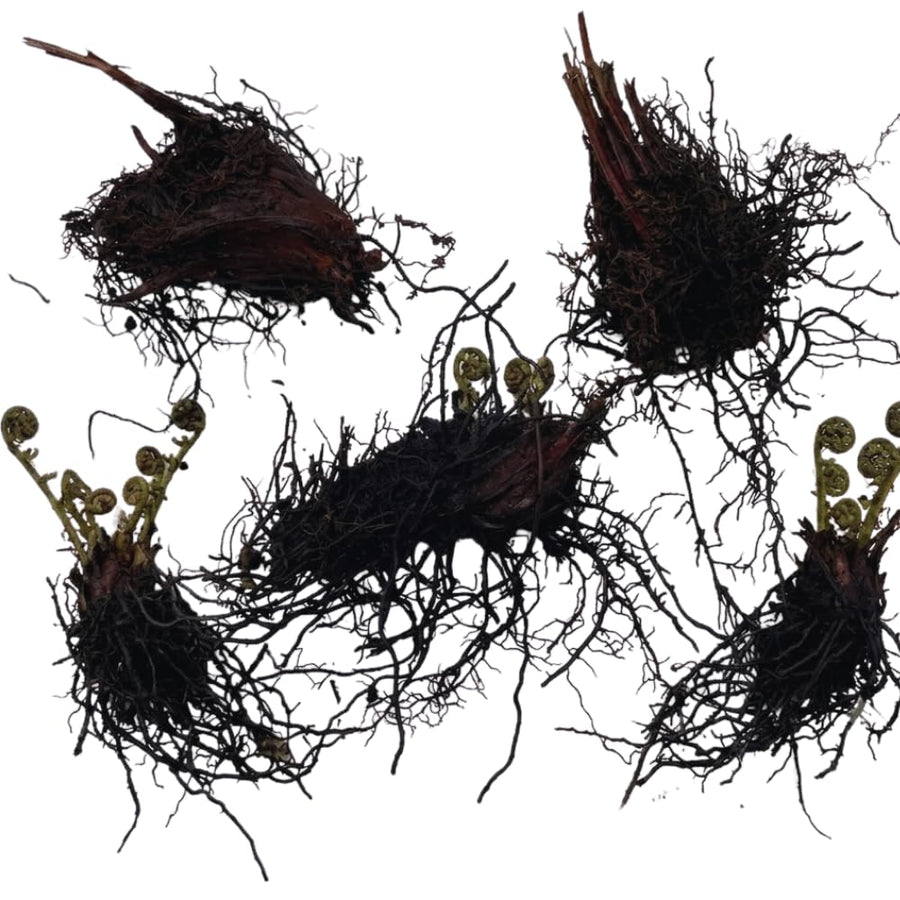10 Fern Live Plants Roots, Lady Ferns Plant Live, Fern Starter Plant for Growing Indoor, 10 Roots Rhizomes