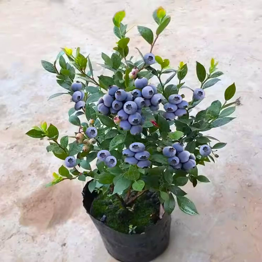 Emerald Blueberry Tree Live Plant Bush in 4" Pot, Sweet and Well-Rooted