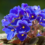 African Violet Live Plant Houseplant in 4" Pot, Blooming Indoor Plant for Home or Office with Vibrant Flowers (Blue African Violet)