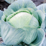 Pack 500 Cabbage Seeds for Garden Vegetable, Green Cabbage Seed, Ready for Planting in Zones 3 to 10