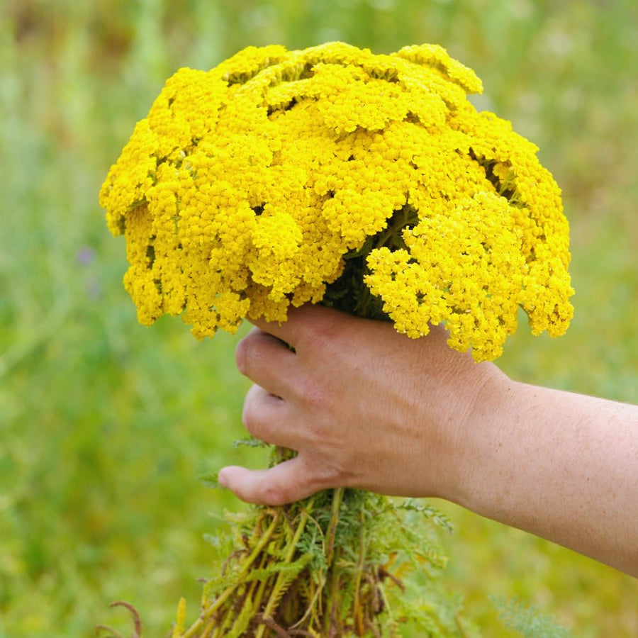 2 Yarrow Plants Live, 4 to 6 Inc Tall, Yellow Yarrow Flower Live Plant Bare Roots, Perennial Flower Gardening