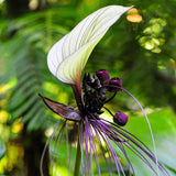 Pack 2 Mixed Tacca Chantrieri Plants Live, Black Orchid Bat Flower 3-6 Inches, Indoor Houseplant, Outdoor Planting