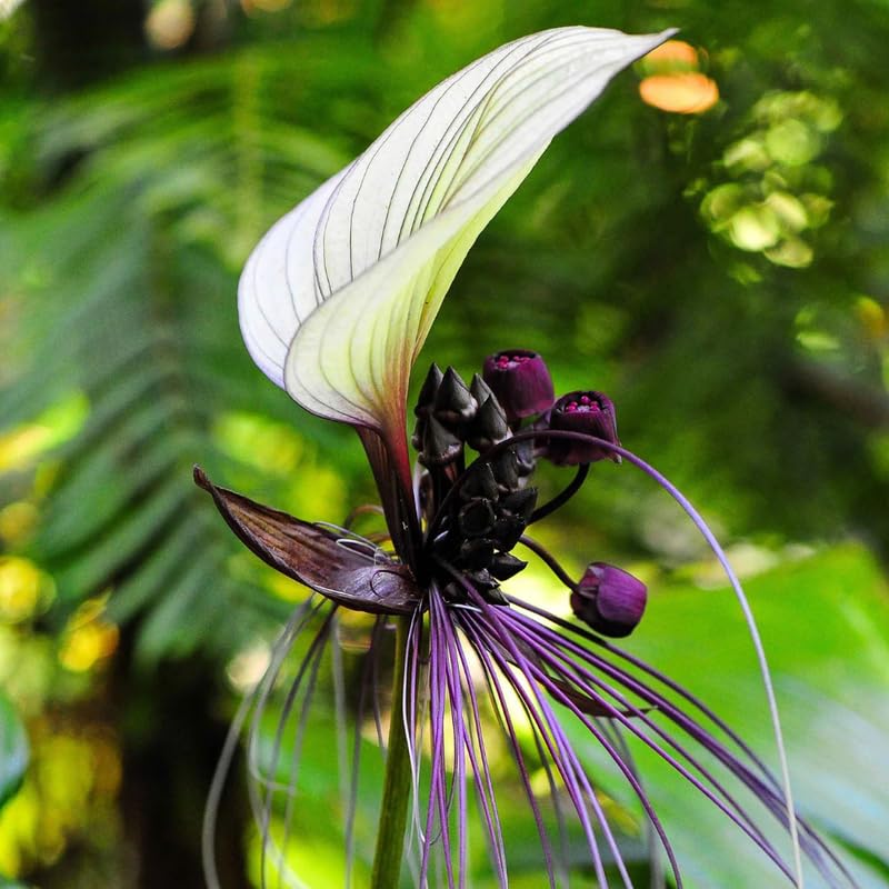 Pack 2 Mixed Tacca Chantrieri Plants Live, Black Orchid Bat Flower 3-6 Inches, Indoor Houseplant, Outdoor Planting