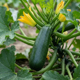 Set of 50 Dark Green Zucchini Seeds, Zucchini Vegetable Plant, Fresh Summer Squash for Outdor Gardening