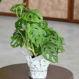 2 Monstera Plants Live, Swiss Cheese Philodendron Plant, Ornamental Tropical Well-Rooted, 4 to 5 Leaves for Indoor Houseplant (Monstera Swiss Cheese Narrow Leaf)