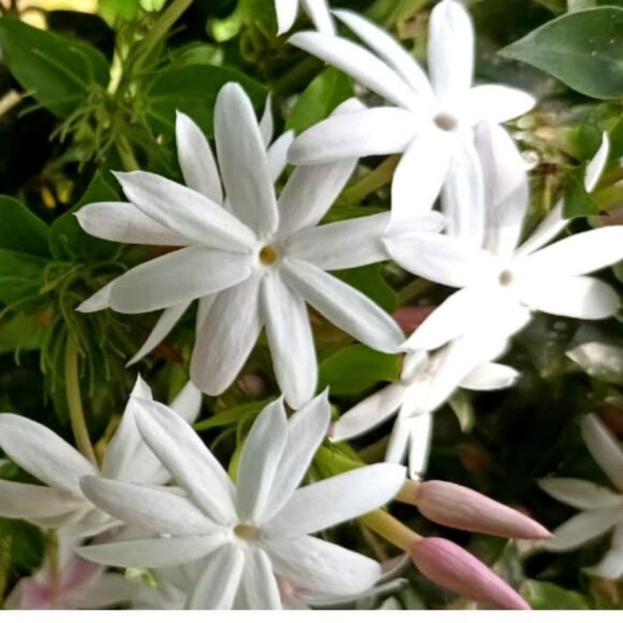 2 Jasmine Plants Live, Jasmine Flower Plant Indoor Live from 4 Inc Tall, White Flower, Zone 6 to 11