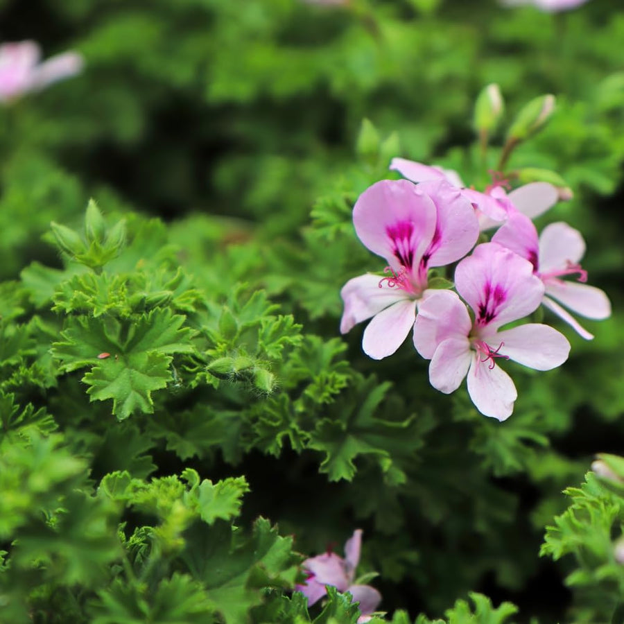 3 Citronella Plants Live, Live Citronella Plants Indoor Outdoor, Zone 9 to 11