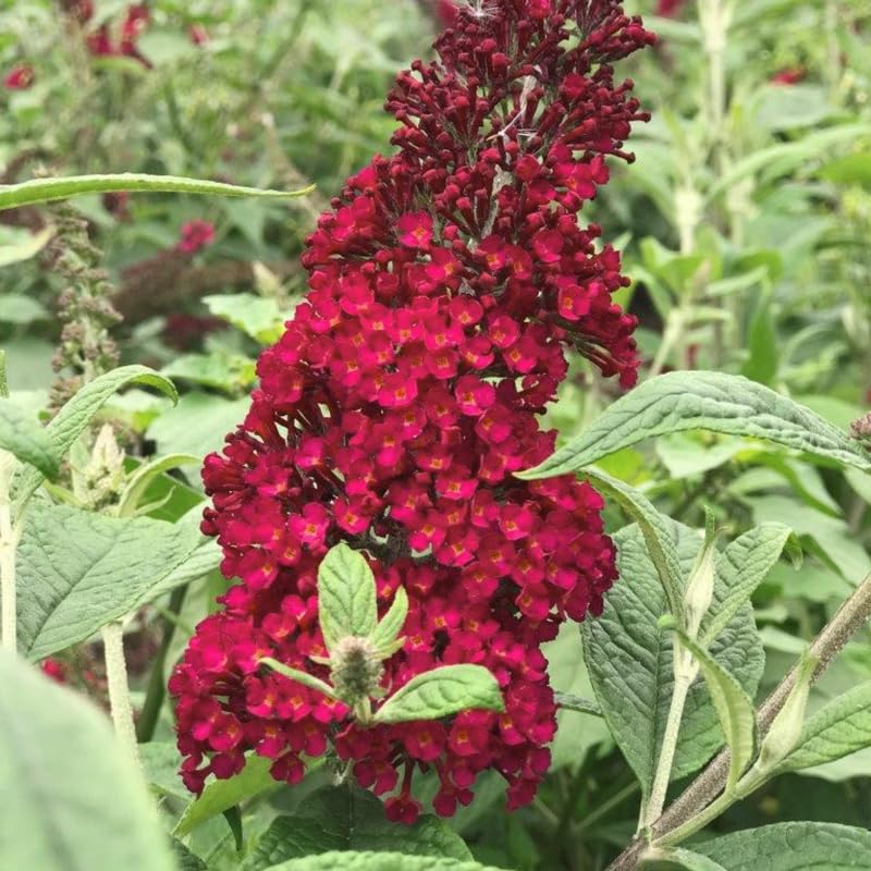 Butterfly Bush Plant for Planting, Size 5 to 7 Inch Tall Plant, Without Pot, Butterfly Bushes Plants (Red Flowers)