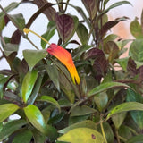 2 Black Pagoda Lipstick Vine Plant, Lipstick Plants Live, 4 Inches Pot for Planting