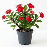 Red Crown of Thorns Plant Live, Euphorbia Milii Flowering Succulent Live Plant, 4 Inch Pot, Large Blooms