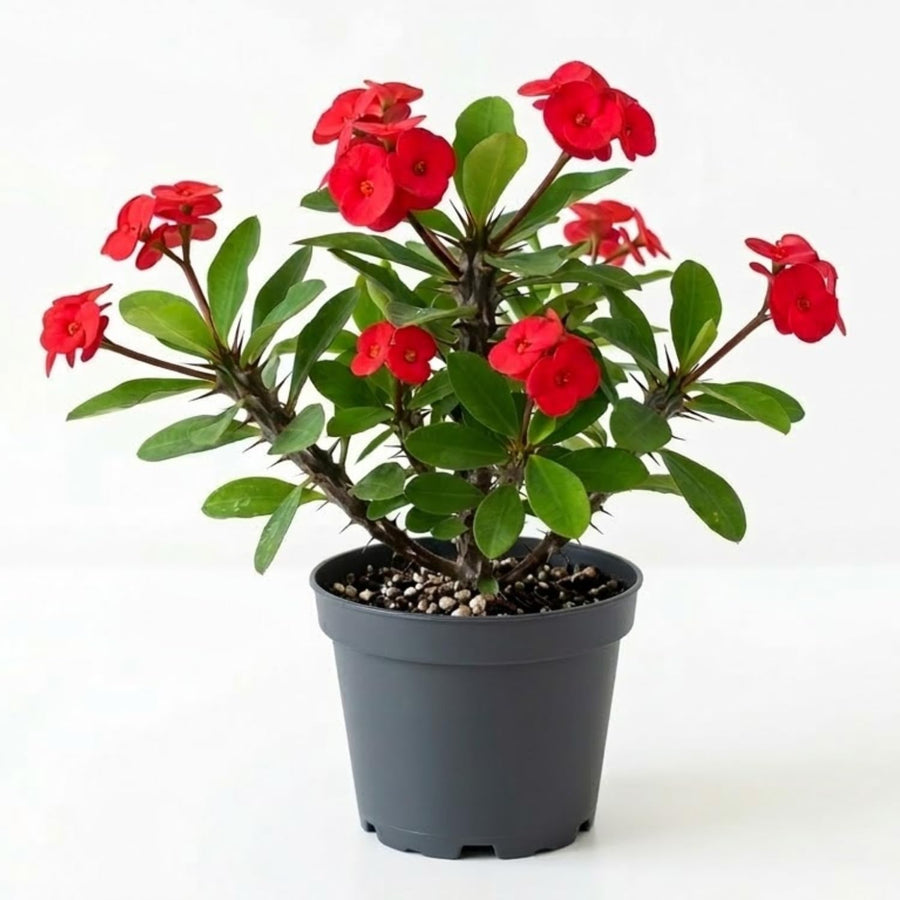 Red Crown of Thorns Plant Live, Euphorbia Milii Flowering Succulent Live Plant, 4 Inch Pot, Large Blooms