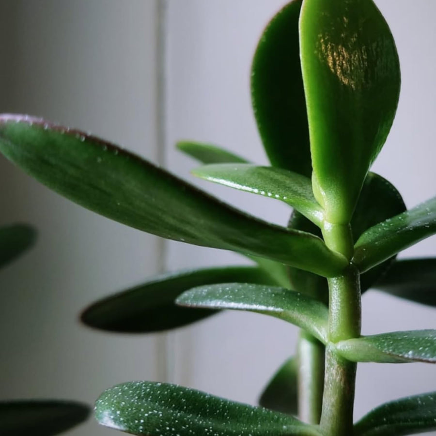 Jade Plant Live, Succulent Indoor Houseplant, Succulent Plant Fully Rooted in 2'' Pot