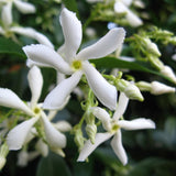 2 Jasmine Plants Live, Fragrant Jasmine Flower Vine, Perennial Jasmines for Outdoor Garden 4 to 9 Inch Tall (Star Jasmine)