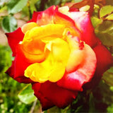 Multi-Colors Climbing Roses Live Plants 7 Months Old, Rose Bushes Ready to Plant 5-9" Tall, Very Fragrant, Can Grow As Climber or Bush Tree or Trellises, Walls, Fences