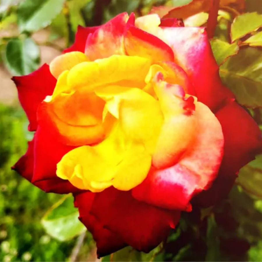Multi-Colors Climbing Roses Live Plants 7 Months Old, Rose Bushes Ready to Plant 5-9" Tall, Very Fragrant, Can Grow As Climber or Bush Tree or Trellises, Walls, Fences