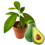Avocado Tree Live Plant Starter Seedling, 5-8" in Tall, Cold Hardy Avocados Plant Tropical, HASS Avocado Trees