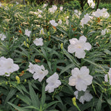 Pack 2 Mexican Petunia Live Plants, Perennial Petunia Vibrant Flowers, Outdoor Garden Growing 4-9 Inches - White Petunia