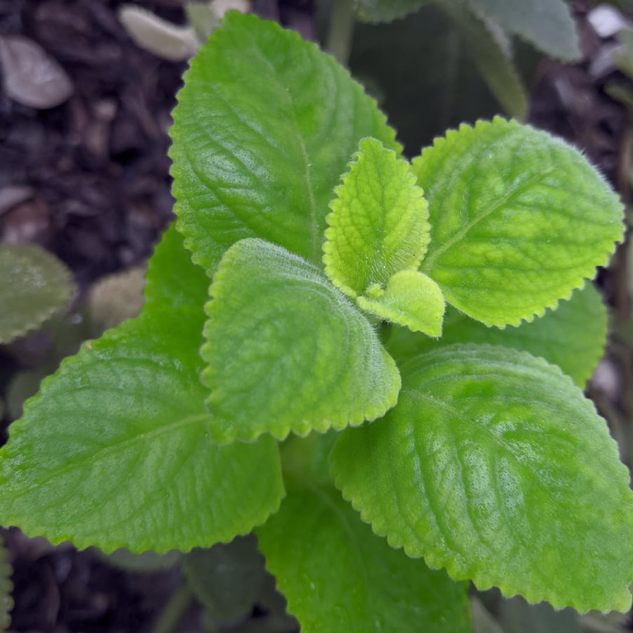 2 Herbs Cuban Oregano Live Plants Very Well-Rooted, Ready to Plant Outdoor Indoor, Vegetables Mexican Mint or Spanish Thyme