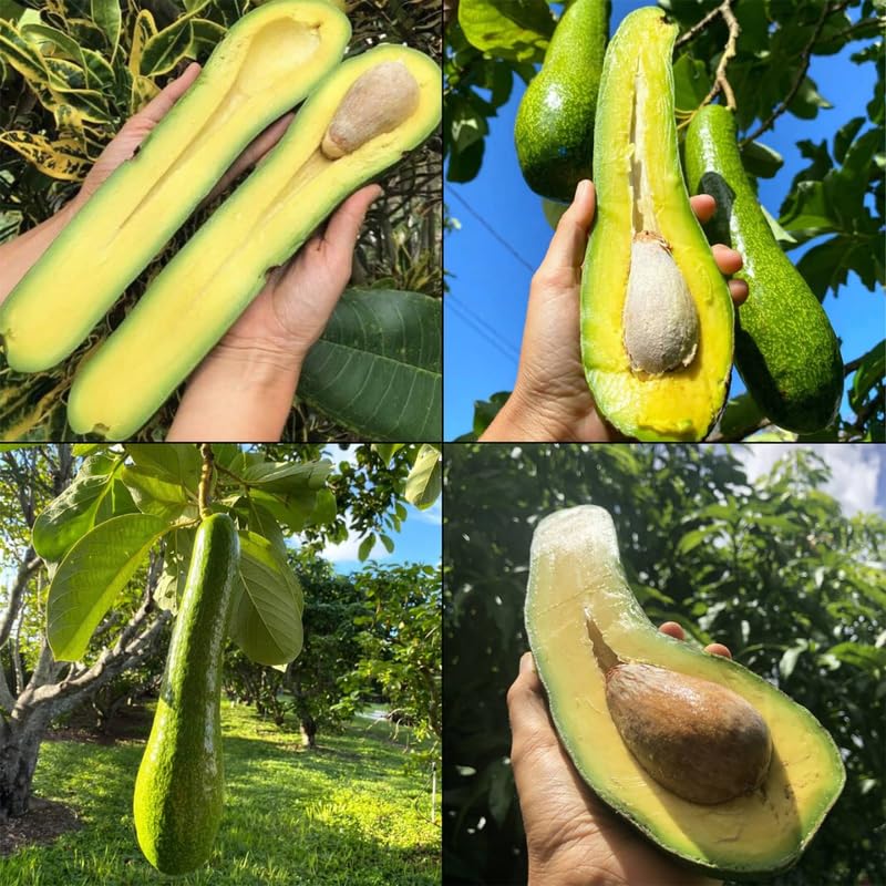 3 Years Old Avocado Tree Live Plant Grafted Air-Layered Ready to Bear Fruit, 3 Ft Cold Hardy Avocados Plant Tropical, Long Neck Avocado