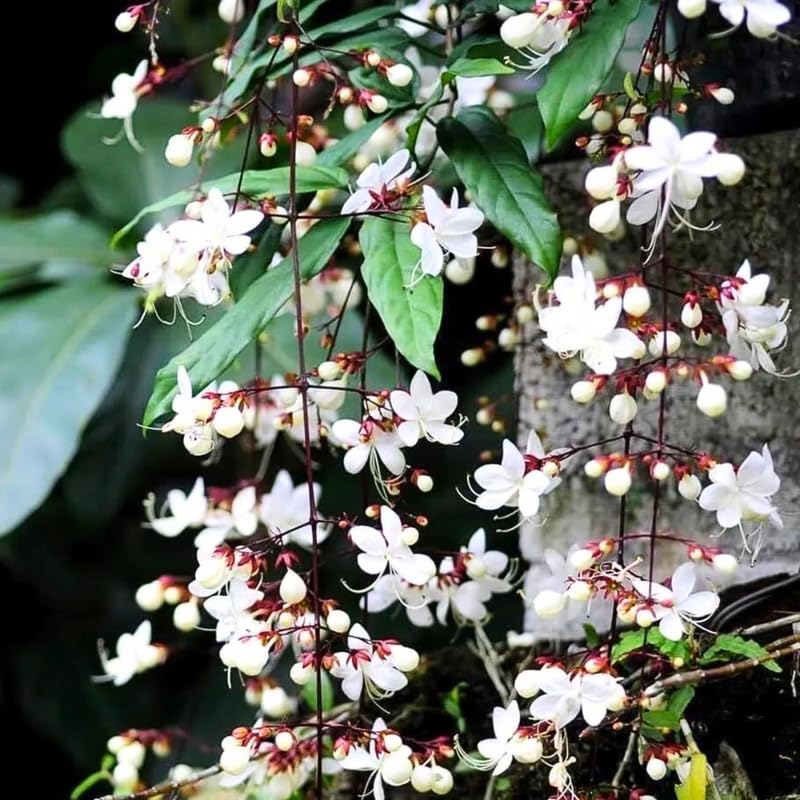 Smithianum Clerodendrum Plants Live, Trailing Light Bulb Flowering Vine, 4-8 Inch Tall, Ready to Plant Outdoor