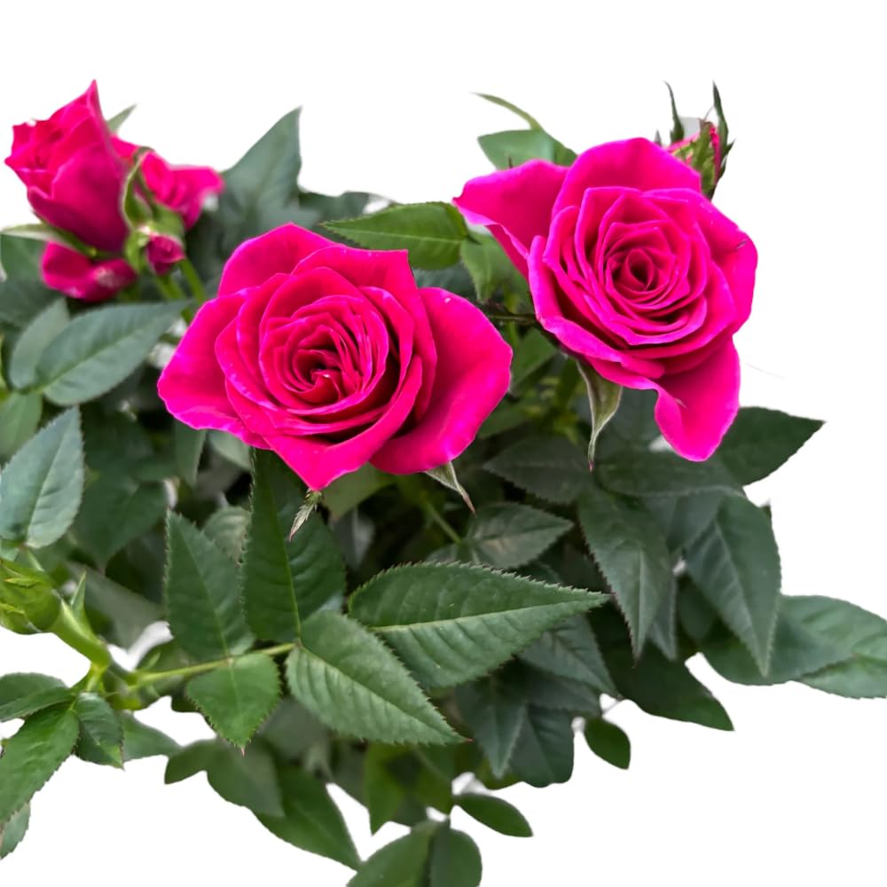 Miniature Rose Plant, Live 3.5” Potted Rose, Compact, Colorful Flowering Rose Bush for Indoor Outdoor Gardens (Pink)
