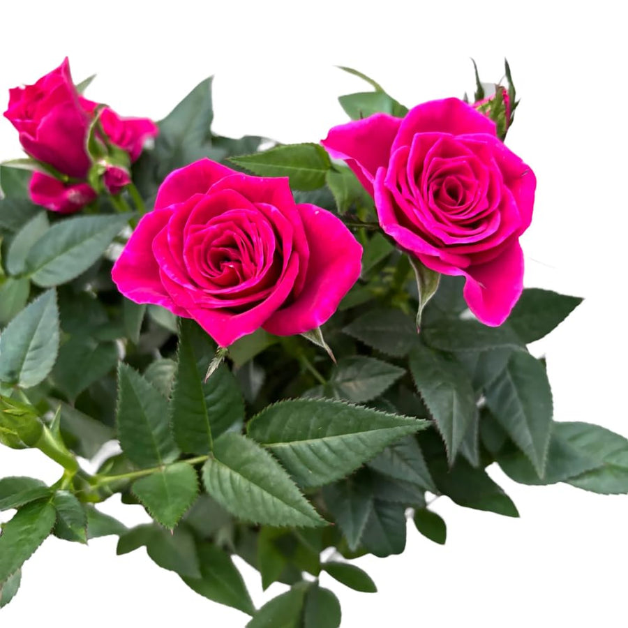Miniature Rose Plant, Live 3.5” Potted Rose, Compact, Colorful Flowering Rose Bush for Indoor Outdoor Gardens (Pink)