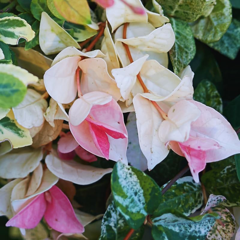 2 Pink White Jasmine Plants Live, Blooming Jasmine Live Plants from 3 Inches Tall, Live Snow Jasmine Plants Well Rooted