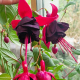 Black Fuchsia Plant Live, Hanging Basket Flower, 4-9" Tall, Hardy Fuchsia Vine for Shade Gardens, USDA Zones 8-11