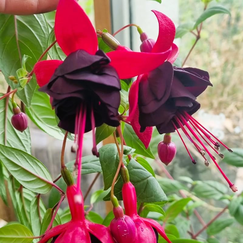 Black Fuchsia Plant Live, Hanging Basket Flower, 4-9" Tall, Hardy Fuchsia Vine for Shade Gardens, USDA Zones 8-11