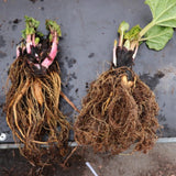 5 Red Rhubarb Plants Roots, Large Rhubarb Crowns Bare Root, Hardy Perennial Vegetable Roots, Easy to Plant, High Yields