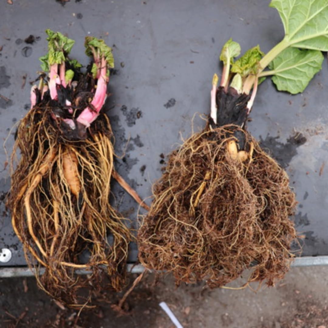 5 Red Rhubarb Plants Roots, Large Rhubarb Crowns Bare Root, Hardy Perennial Vegetable Roots, Easy to Plant, High Yields