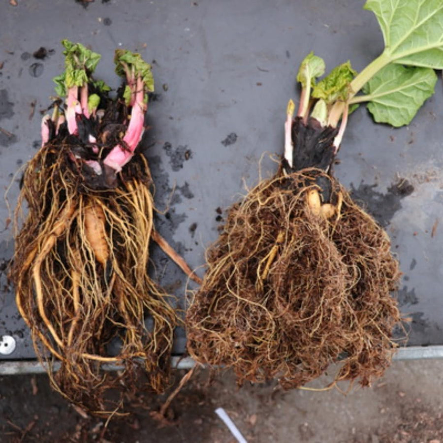 5 Red Rhubarb Plants Roots, Large Rhubarb Crowns Bare Root, Hardy Perennial Vegetable Roots, Easy to Plant, High Yields