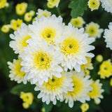 White Chrysanthemum Plants Live Tree Well Rooted, 4 to 6 Inches Tall, Mums Plants Live, 2 Plants for The Patio and Garden, Chrysanthemum Flower Live Plants