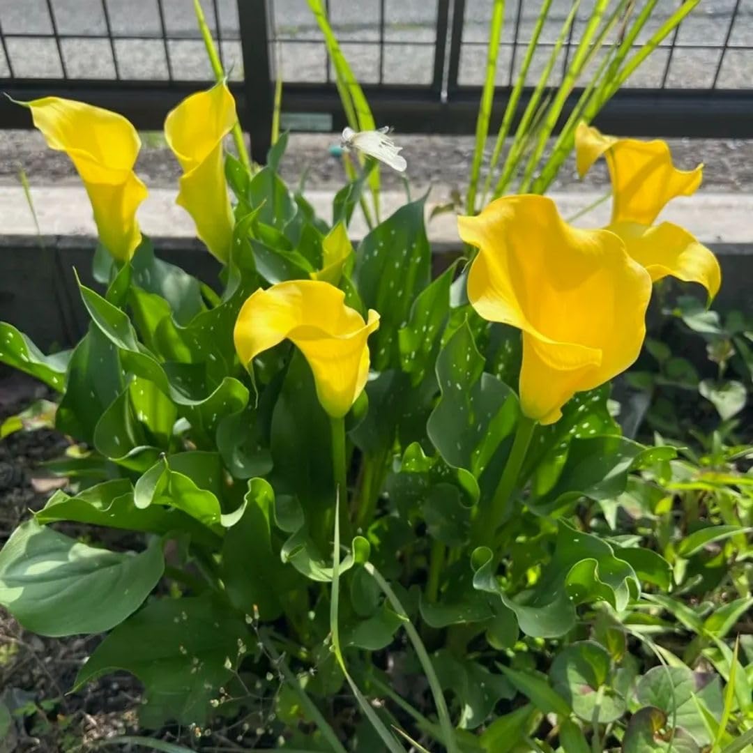 3 Yellow Calla Lily Bulbs for Outdoor Planting, Calla Lily Bulbs for Planting, Ornamental Flower Bulbs for Growing