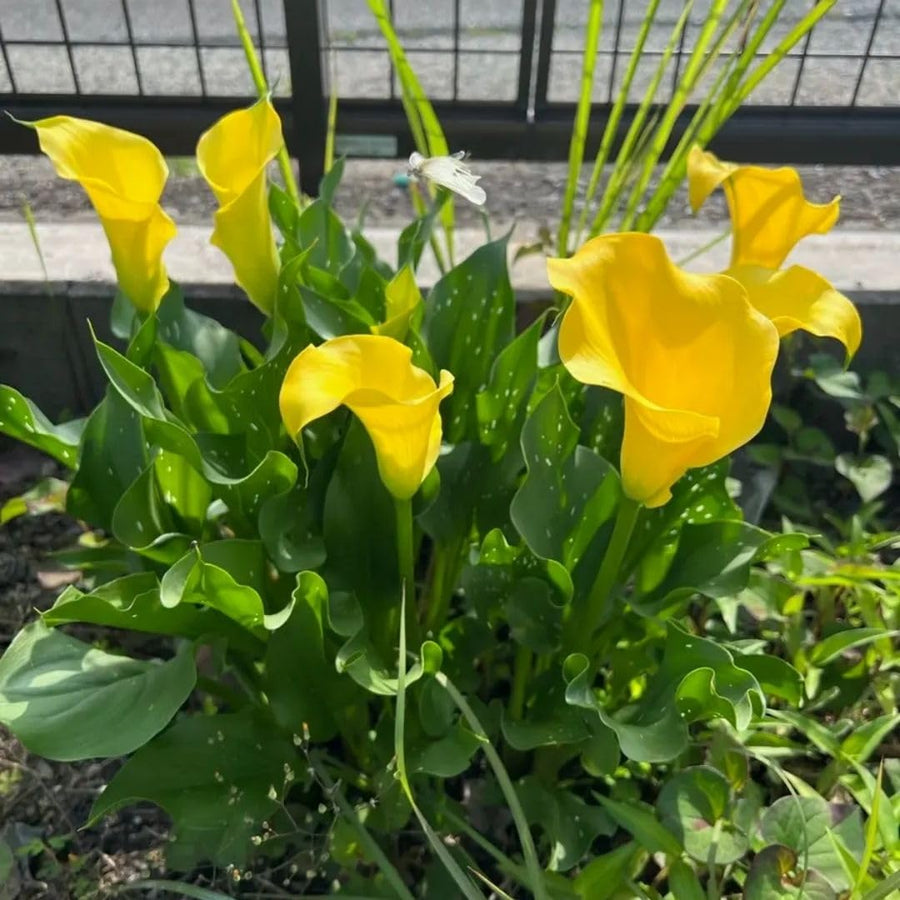 3 Yellow Calla Lily Bulbs for Outdoor Planting, Calla Lily Bulbs for Planting, Ornamental Flower Bulbs for Growing