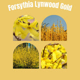 Lynwood Gold Forsythia Bush in 4 Inch Pot, Yellow Lynnwood Bushes, Yellow Flowering Shrub, 4-7" Tall for Planting