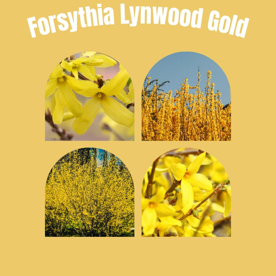 Lynwood Gold Forsythia Bush in 4 Inch Pot, Yellow Lynnwood Bushes, Yellow Flowering Shrub, 4-7" Tall for Planting