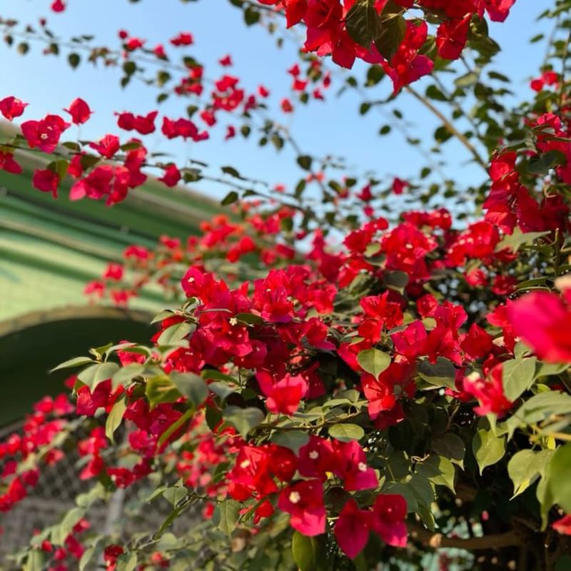 2 Trailing Bougainvillea Plants Live, Hardy Flowering Bougainvillea Plants for Hanging Basket, Container Growing, 4-8 Inches Tall (Bright Red)
