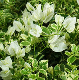 2 White Variegated Bougainvillea Plants Live, Perennial Bougainvillea Flowers Vine, Outdoor Garden Planting 5-9 Inches
