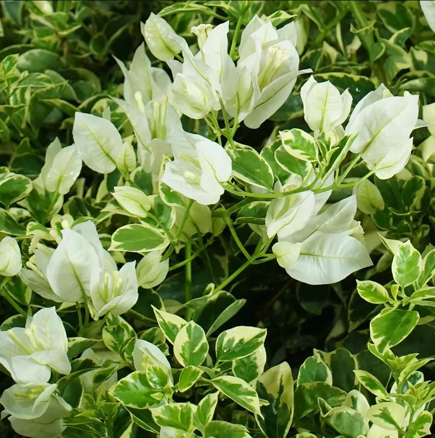 2 White Variegated Bougainvillea Plants Live, Perennial Bougainvillea Flowers Vine, Outdoor Garden Planting 5-9 Inches