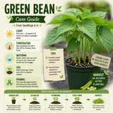 2PPP Green Bean Plant Live for Planting, Bean Bush Starter Plant, 4-6'' Tall in 4 Inches Pot, Edible Vegetable Plant for Outdoor Growing