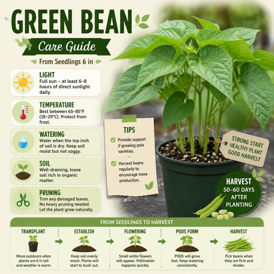 2PPP Green Bean Plant Live for Planting, Bean Bush Starter Plant, 4-6'' Tall in 4 Inches Pot, Edible Vegetable Plant for Outdoor Growing