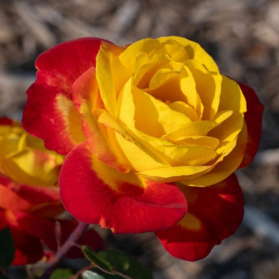 Orange to Red Yellow Climbing Roses Live Plants 7 Months Old, Rose Bushes Ready to Plant 5-9" Tall, Very Fragrant, Can Grow As Climber or Bush Tree or Trellises, Walls, Fences