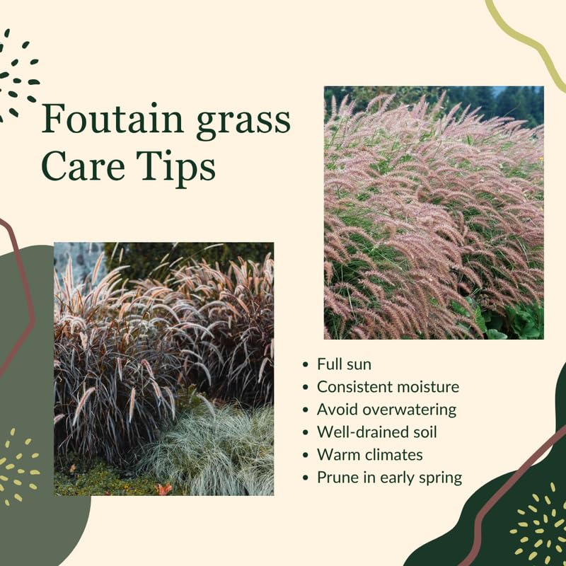 2 Rose Fountain Grass Live Plants, Perennial Grass Clumps for Outdoor Landscaping Growing, Ornamental Grasses Ready to Grow 4-9 Inches