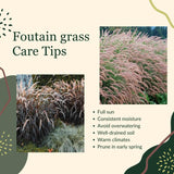 2 White Fountain Grass Live Plants, Perennial Grass Clumps for Outdoor Landscaping Growing, Ornamental Grasses Ready to Grow 4-9 Inches