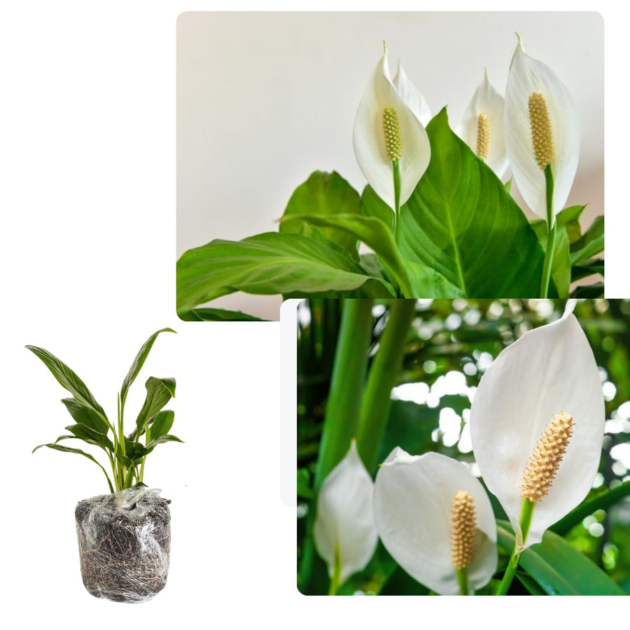 Peace Lily Plant Indoor Live, Well Rooted Peace Lily House Plant, White Flower, Plant Peace Lily Houseplant (Regular)