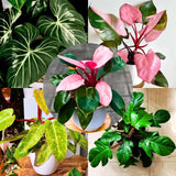 2 Rare Philodendron Live Plants Varieties Collection, Philodendrons Plants Size 5-9 Inc for Indoor Houseplant Décor, Ornamental Tropical Well-Rooted (Random Philodendron Plants)