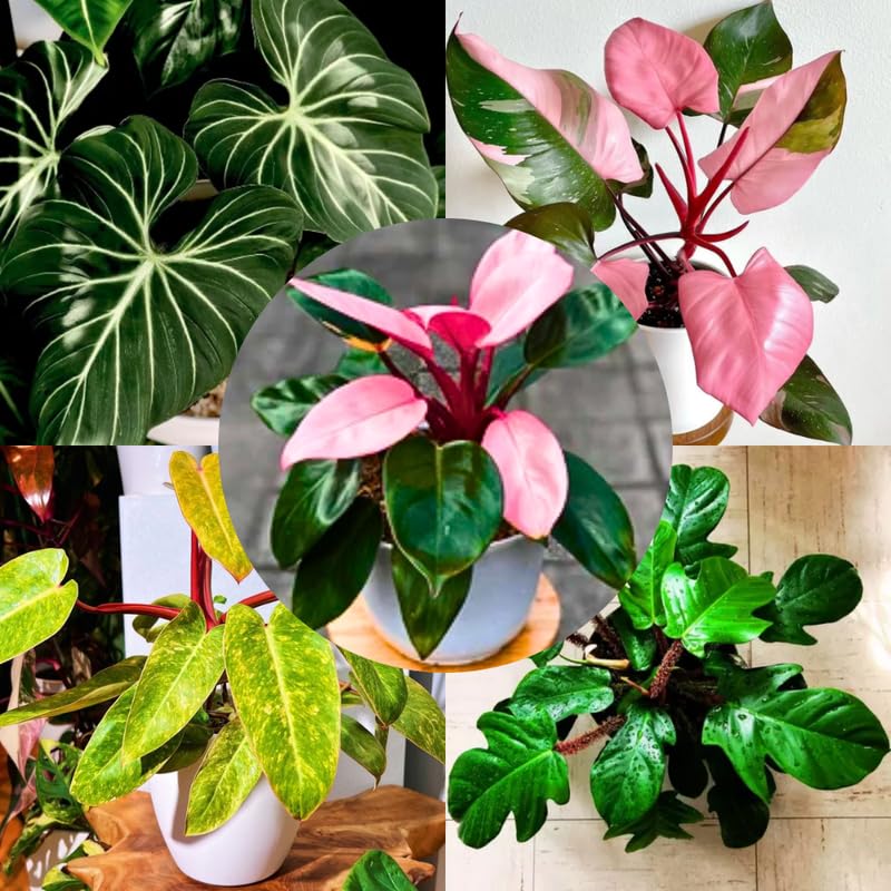 2 Rare Philodendron Live Plants Varieties Collection, Philodendrons Plants Size 5-9 Inc for Indoor Houseplant Décor, Ornamental Tropical Well-Rooted (Random Philodendron Plants)