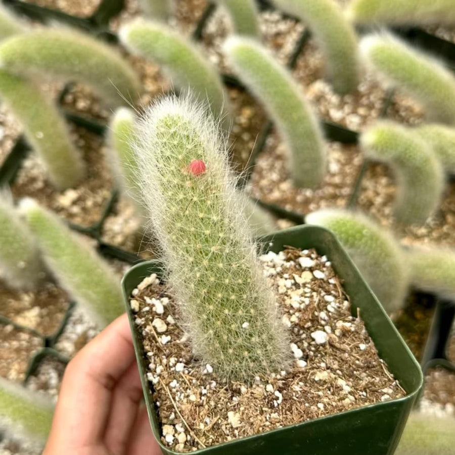 Rare Monkey Tail Cactus Live Plant, Trailing Cactus, Hanging Succulent for Planting, in 2" Pot
