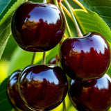 4 Black Cherry Trees Live Plants, Sweet Cherry Plant Live Fruit Tree 12-18 Inch Height, Bareroot Dormant Cherry Tree Plant for Planting